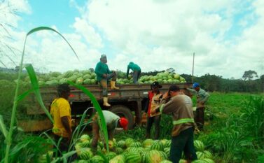 Parauapebas: Sempror vai lançar programa de incentivo à produção agrícola de ciclo curto