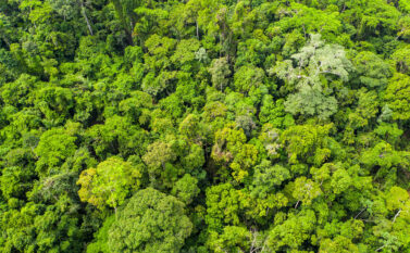 ICMBio e Vale renovam convênio para proteção da Floresta Amazônica em Carajás