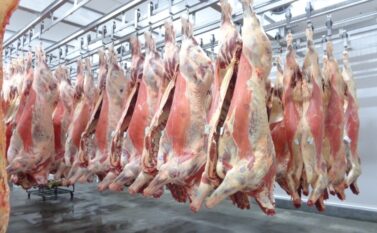 Saiba quais são os produtos paraenses mais desejados lá fora