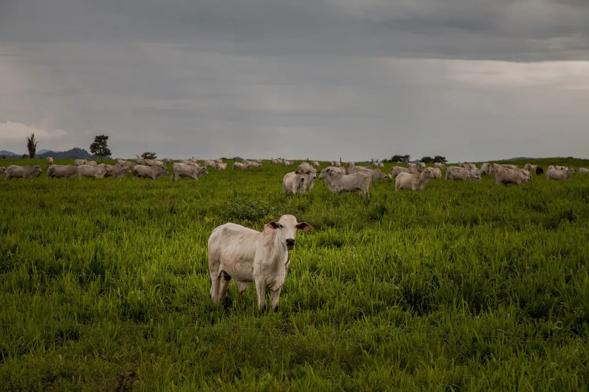 Dados sobre movimentação do gado produzido no Pará devem ser públicos, determina Justiça