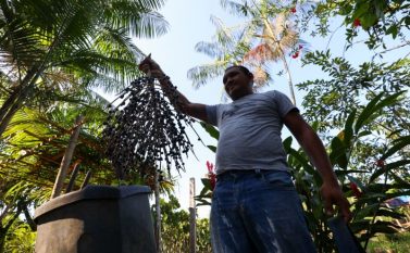 Governo do Estado acompanha projetos de industrialização do açaí e outras frutas no Pará