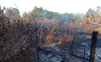 Jacundá decreta situação de emergência por incêndios florestais e efeitos da fumaça